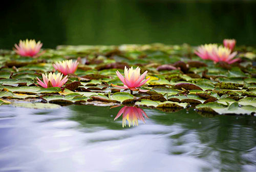 From Chaos to Harmony: Finding stillness in a noisy world